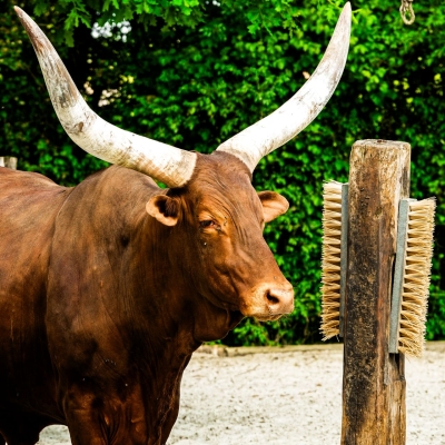 Watoessirund - De Zonnegloed - Dierenpark - Dieren opvangcentrum - Sanctuary